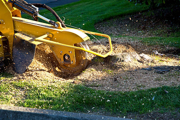 Dead Tree Removal